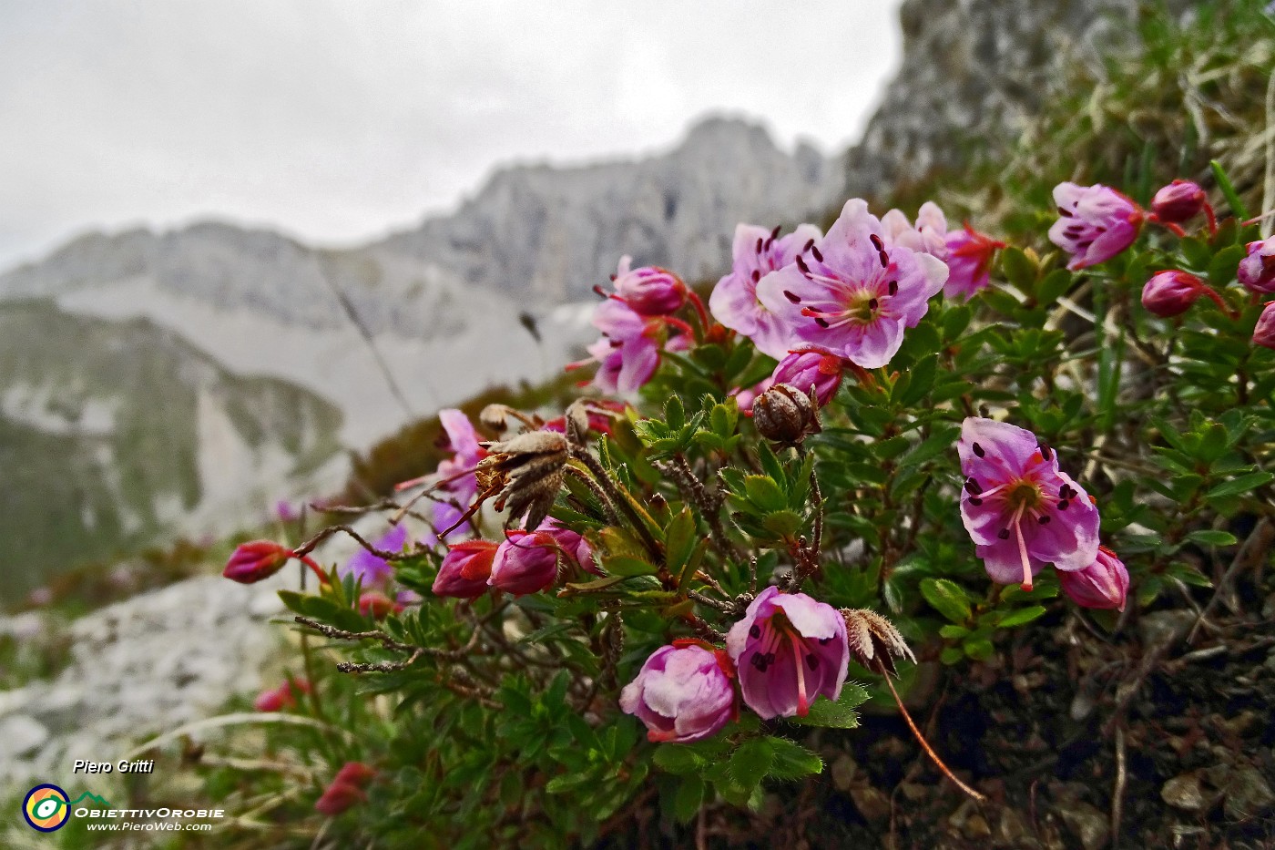 34 Rododendro cistino (Rhodothamnus chamaecistus) con Cornetto.JPG -                                